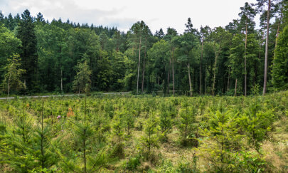 Bosque verde